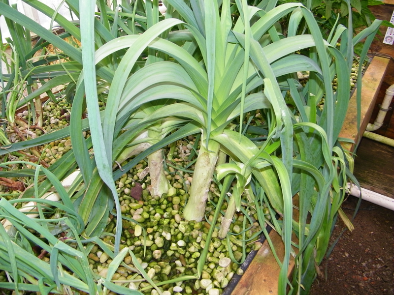 greenhouse 2-28-2013 - 8.jpg