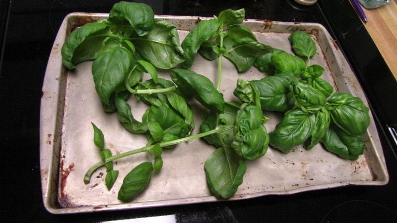 IMG_5315 (800x450).jpg