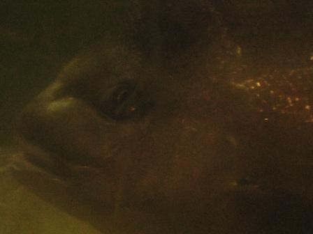 fisheries research 010.jpg