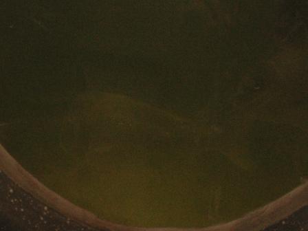 fisheries research 011.jpg