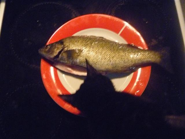 P1010233 (Small).JPG