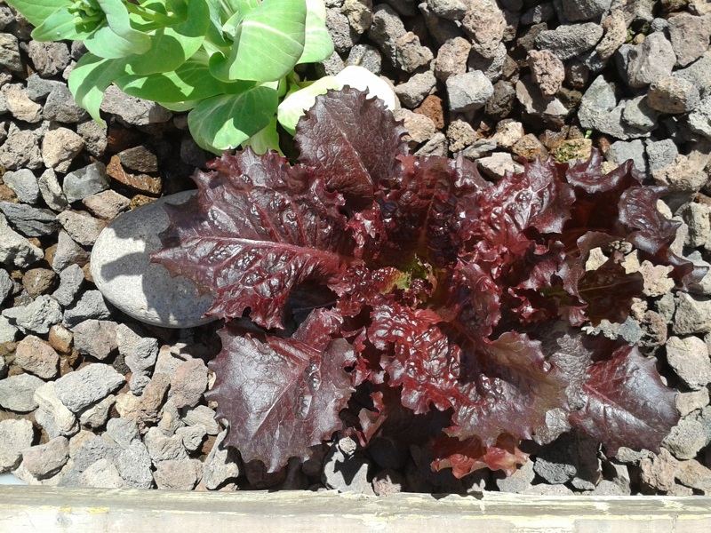 2013-03-29 13.10.18.jpg