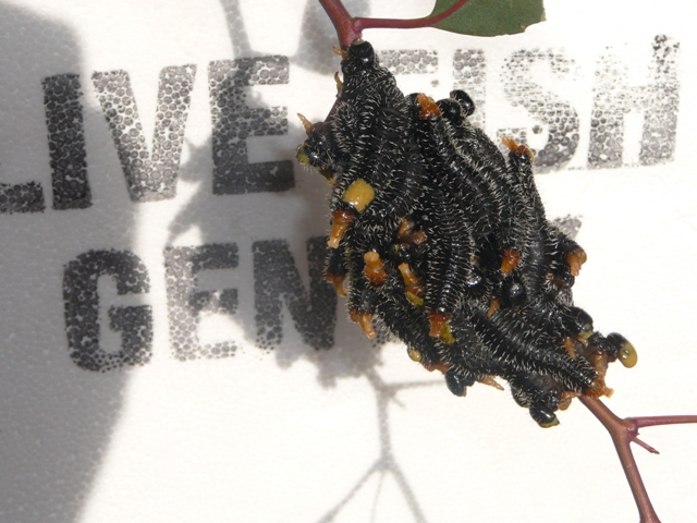 caterpillars 002.jpg