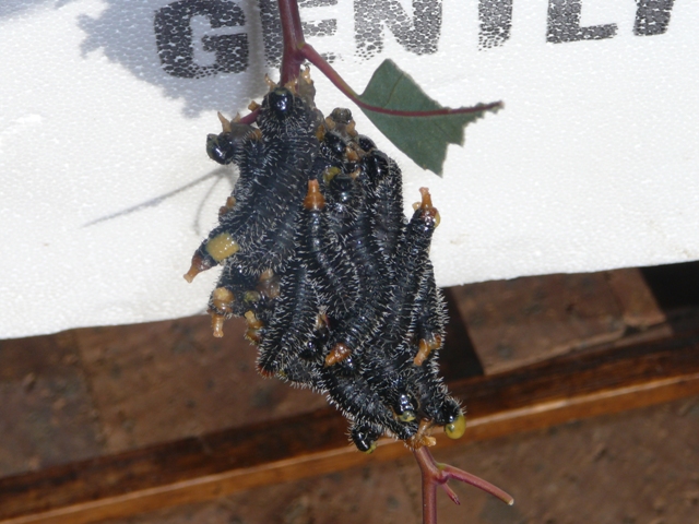 caterpillars 001.jpg