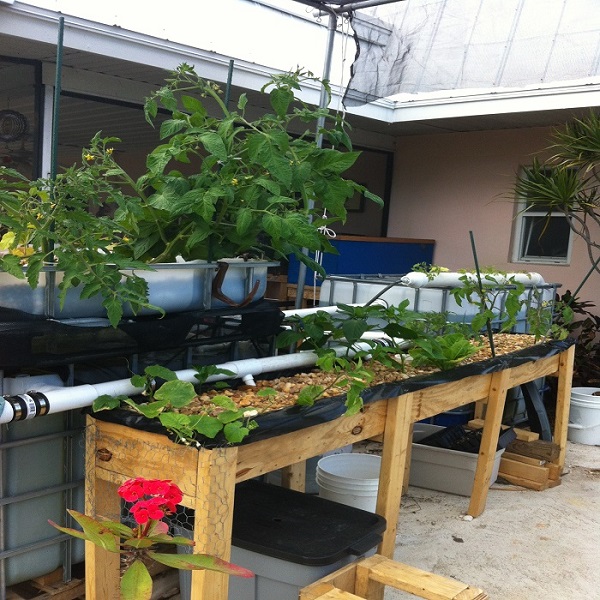 aquaponic system.jpg