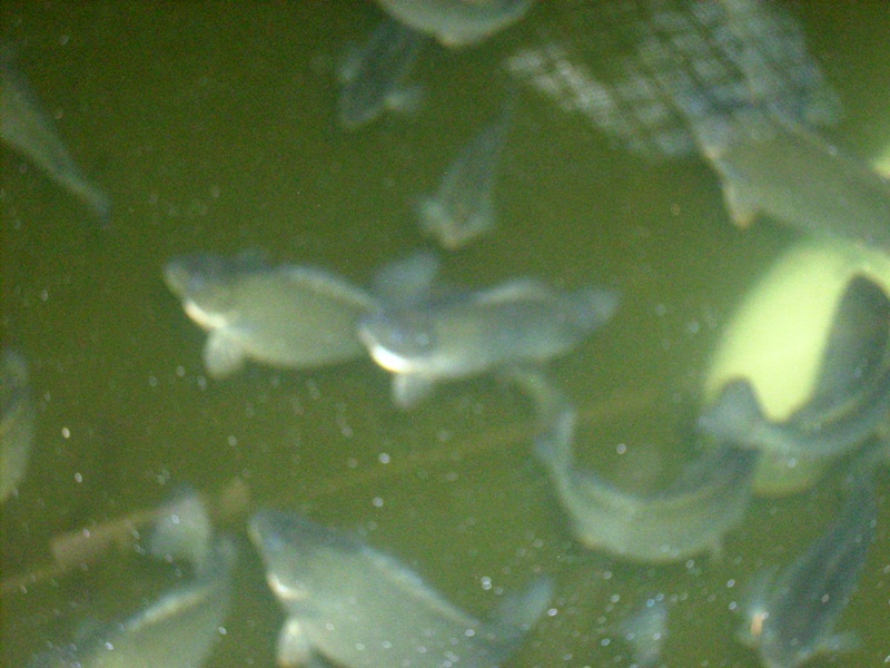 2013-02-04 jade Perch.JPG