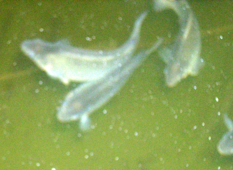 2013-02-04 jade Perch 1 meter down.JPG