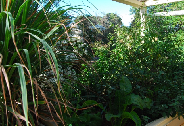 Deadly nightshade left alone takes over and fills the bed with its mega root system.jpg