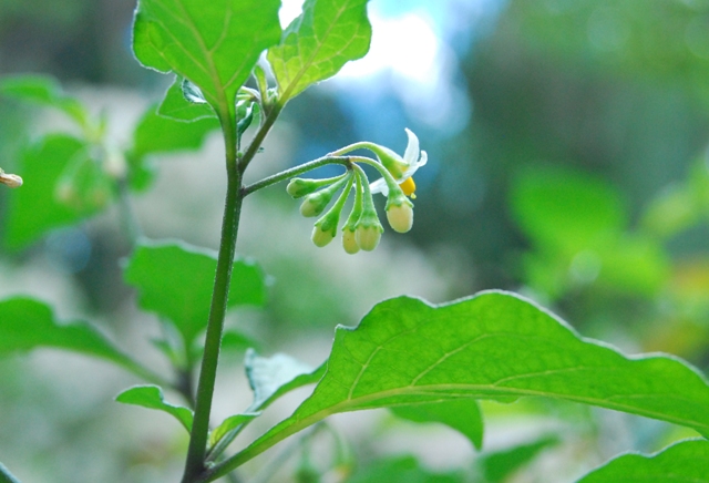 Nightshade buds.jpg