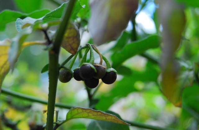 Ripe deadly nightshade berries.jpg