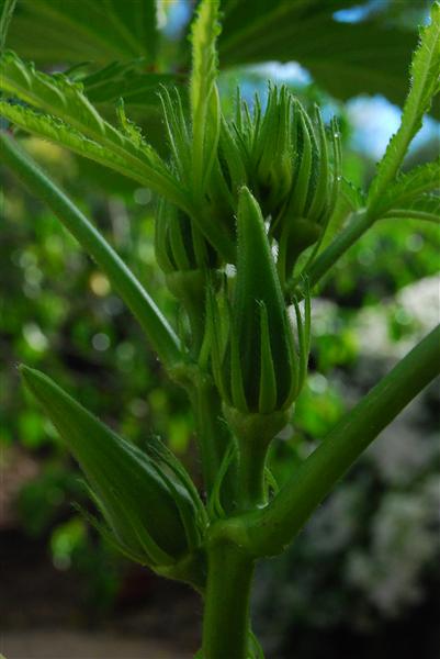 DSC_0593 (Custom).JPG