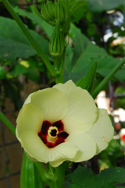 DSC_0591 (Custom).JPG