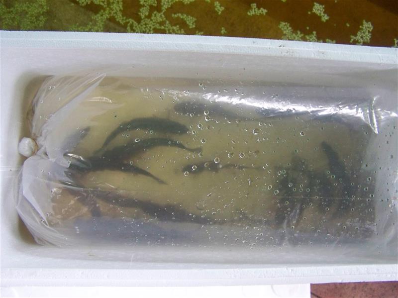 100_7583 (Custom).JPG