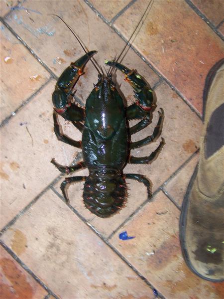 100_7590 (Custom).JPG