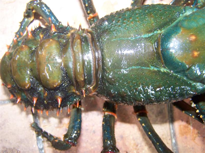 100_7587 (Custom).JPG