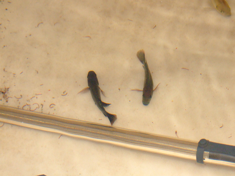 two tiny tilapias.jpg