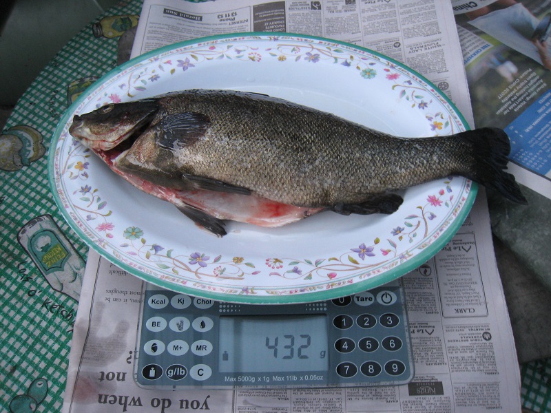 ... cleaned and ready to cook.jpg