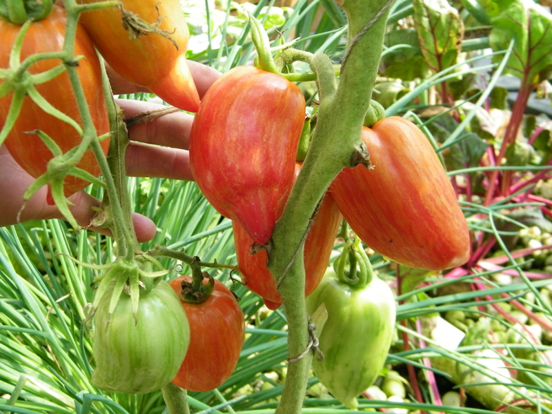 stripped romans 1.jpg