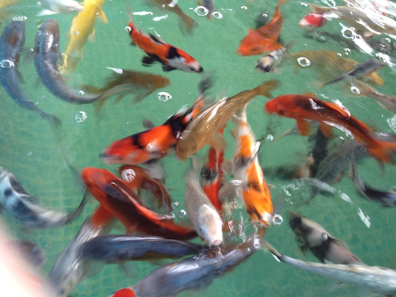 koi.jpg