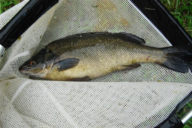 DSC_0752 (Small).JPG