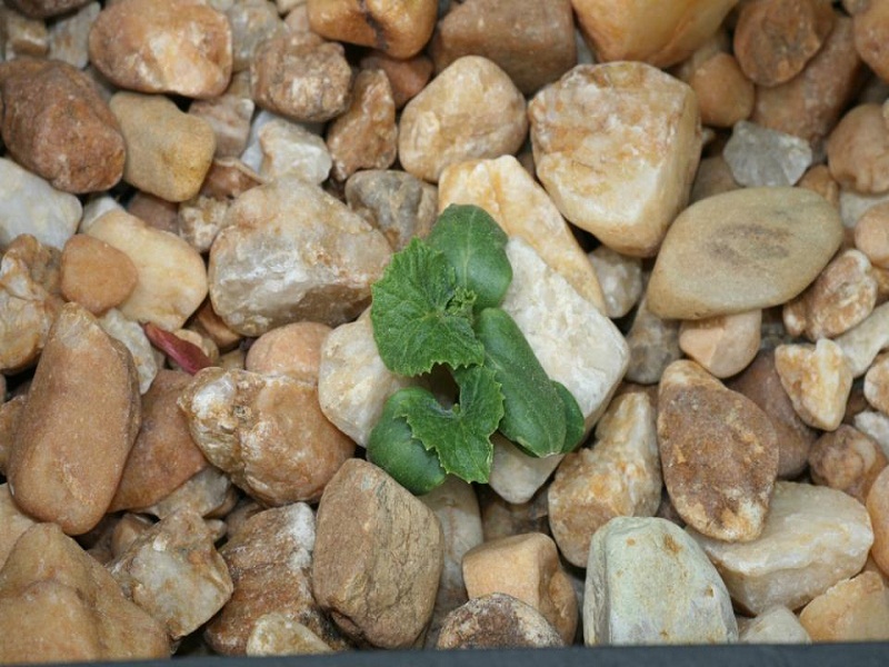Cuke Germination.jpg