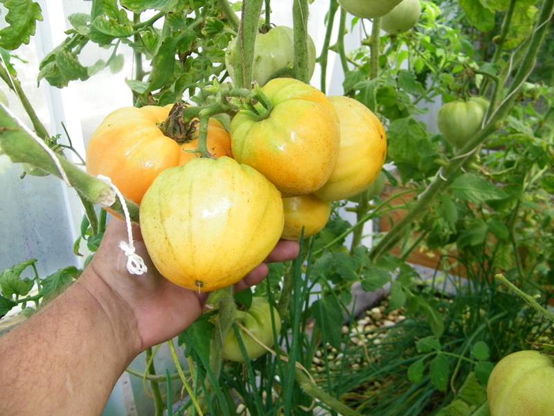 golden toms 1 - 4-17-2013.jpg