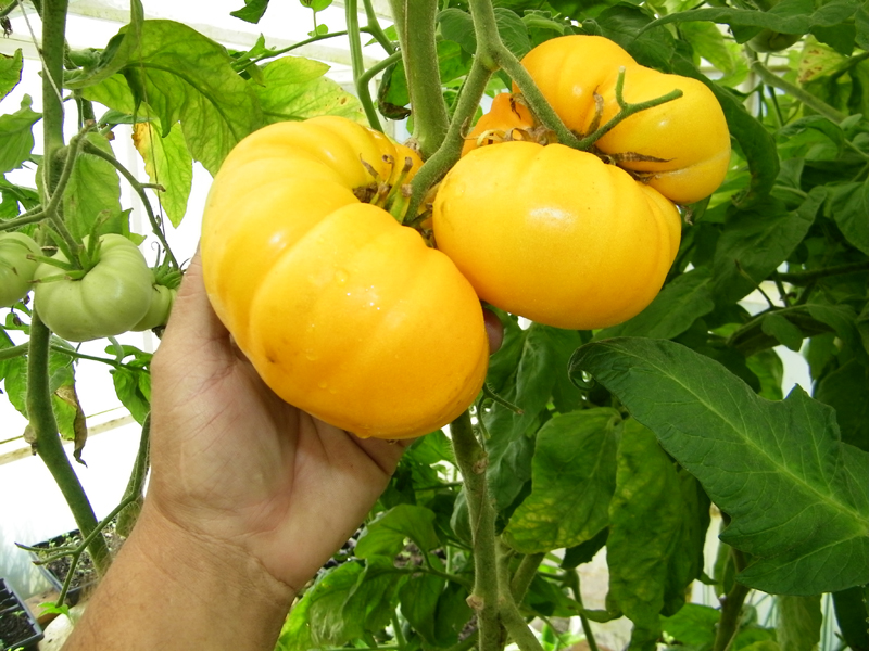 brandywine yellow 2 - 4-17-2013.jpg