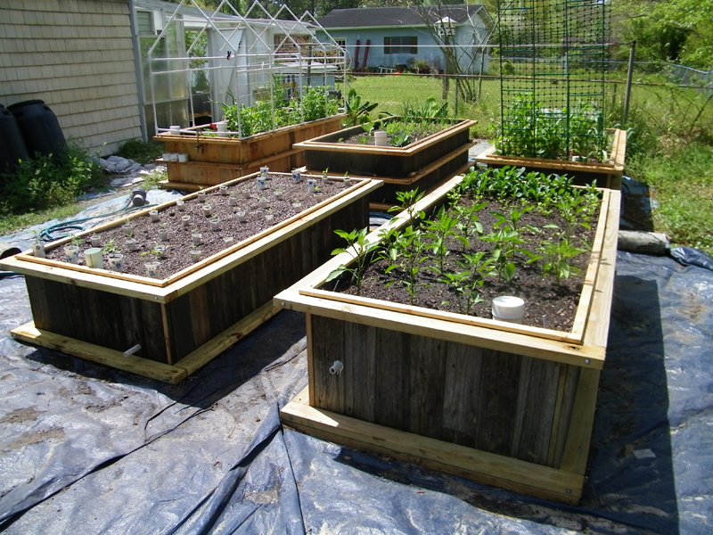 5th wicking bed ready to plant out 2.jpg