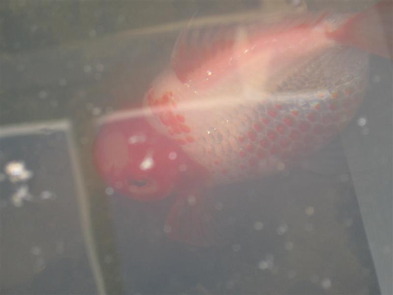 BrainlessBlonde (Medium).jpg