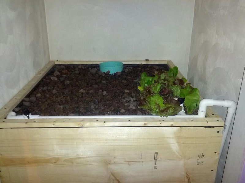 kitchenAquaponics_20130423-01.jpg