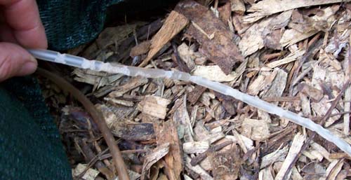 red ant on pipe2.jpg