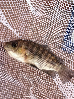 Tilapia01.jpg