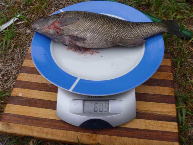 P1010277 (Small).JPG