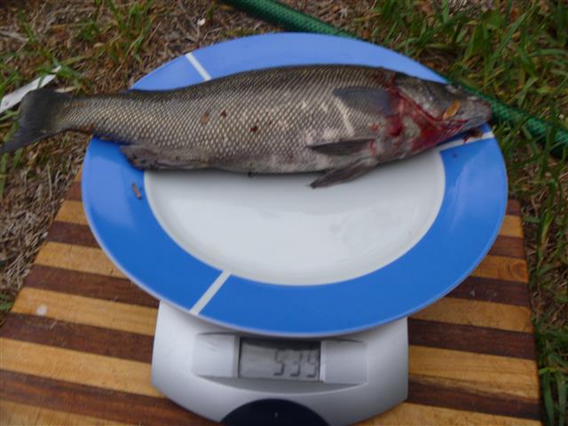 P1010276 (Small).JPG