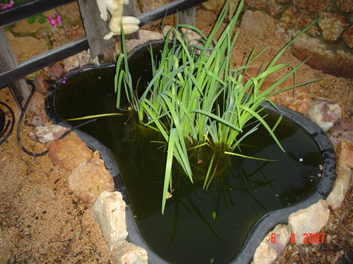 Fish pond.jpg