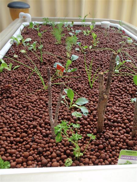 P4300240 (Custom).JPG