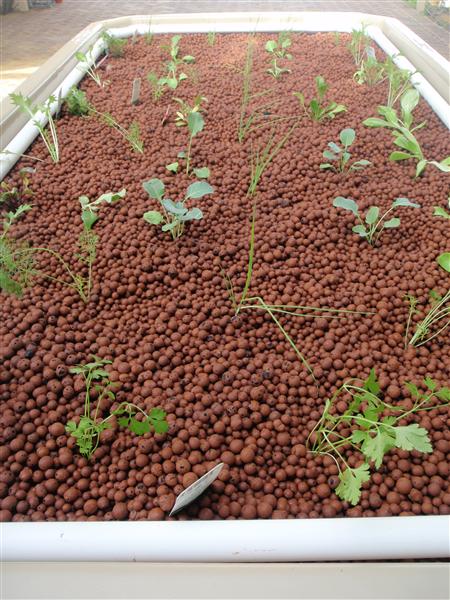 P4300243 (Custom).JPG