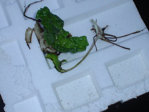 silver beet floater.jpg