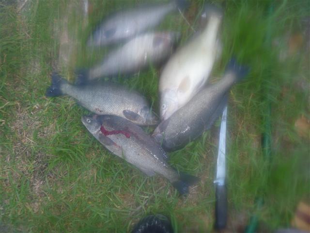 P1010280 (Small).JPG