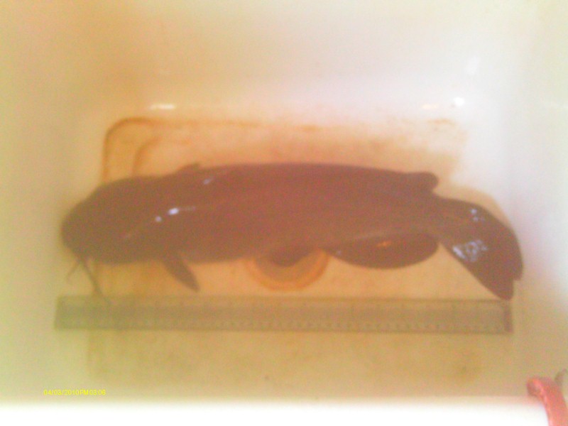 Supper 2 (Custom).jpg