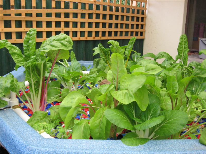 growth1 (Medium).jpg