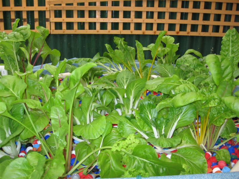 growth2 (Medium).jpg