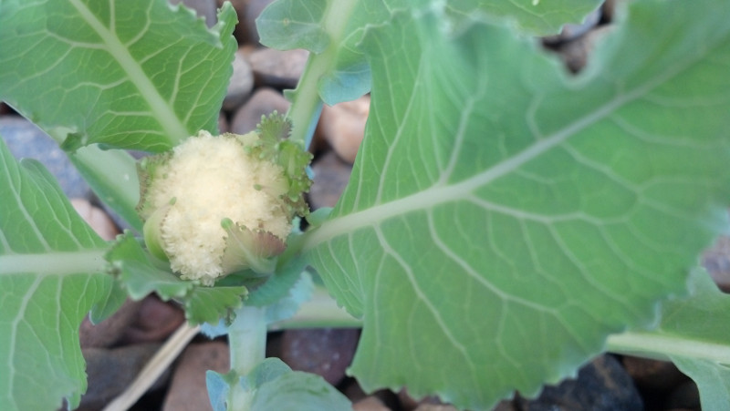 Cauliflower2013-05-11.jpg
