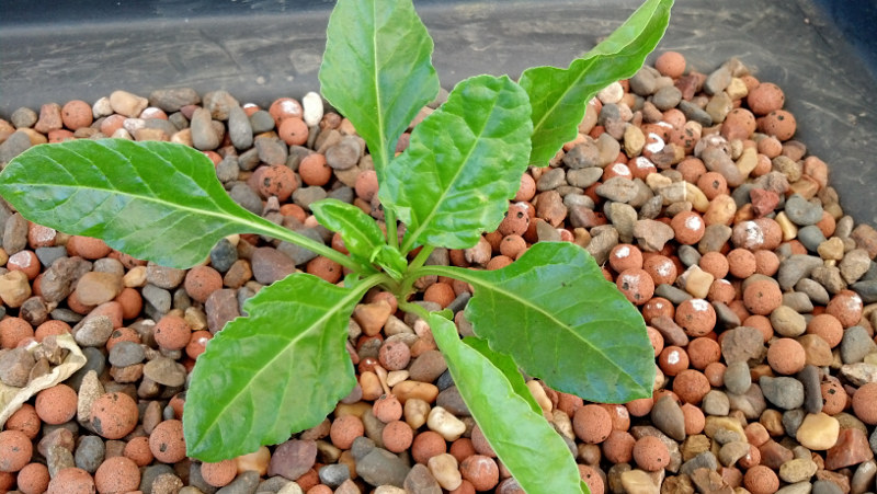 Silverbeet2013-05-11.jpg