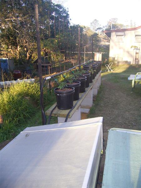 Fingerling System 007 (Medium).jpg