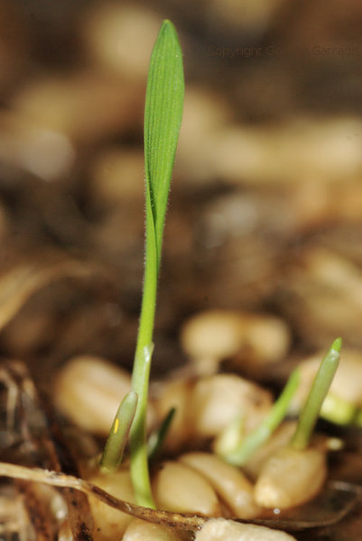 Wheat-sprout20130514.jpg