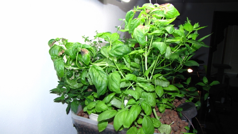 IMG_4749 (800x450).jpg