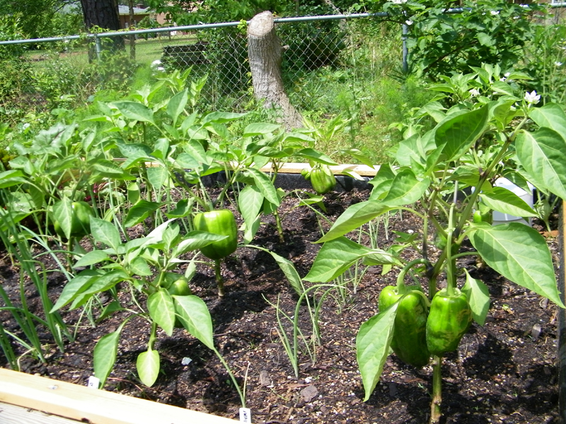4th bed bell peppers 5-21-2013.jpg