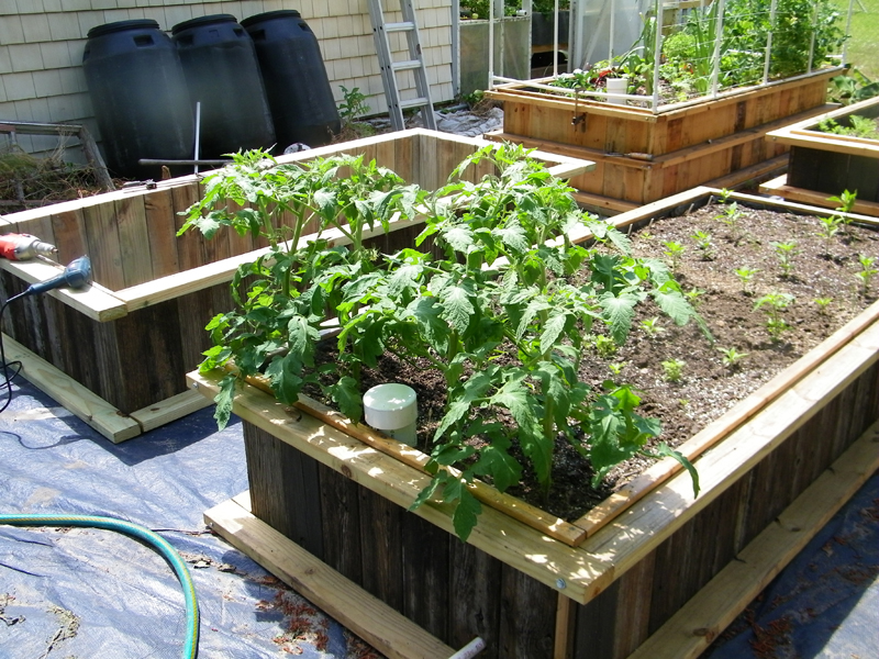 5th bed tomatoes - 5-21-2013.jpg