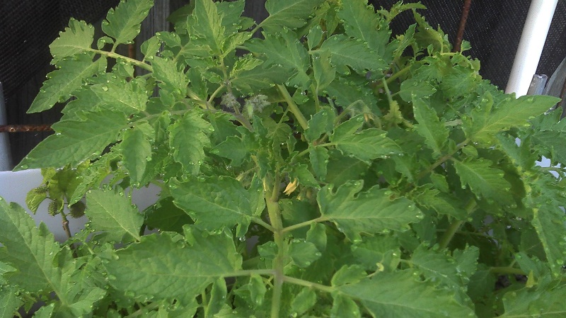 flowers and dew tomato.jpg